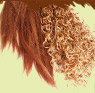�chantillon de cheveux